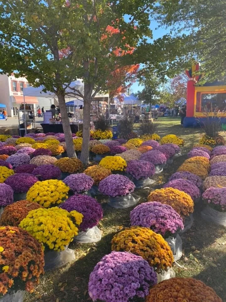 Colorful fall mums at a local festival